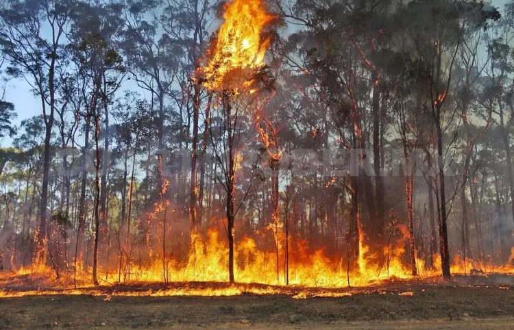 El 90 % de los incendios es provocado por humanos