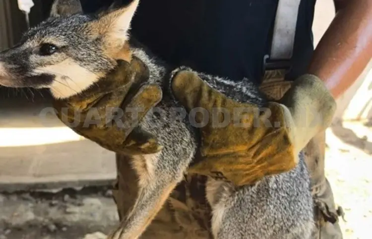 Capturan un ejemplar de zorro dentro de domicilio