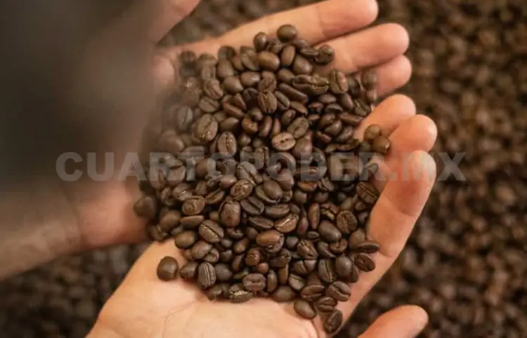 Productores de café quieren triplicar ganancias