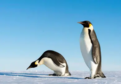 Descubre qué comen los pingüinos