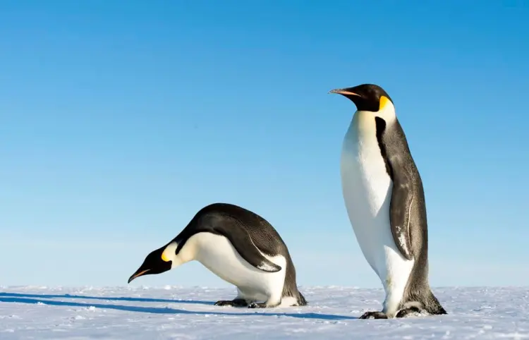 Descubre qué comen los pingüinos