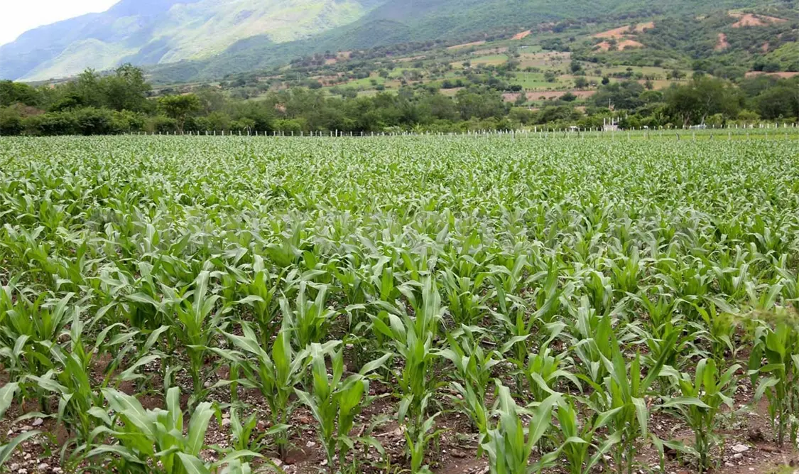 Buscan fortalecer la base jurídica para evitar la modificación genética del maíz. Diego Pérez / CP