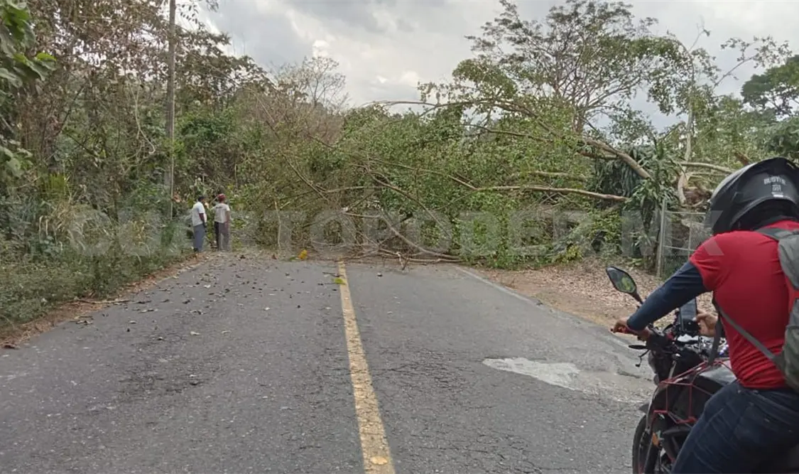 Cae árbol y bloquea carretera durante más de una hora