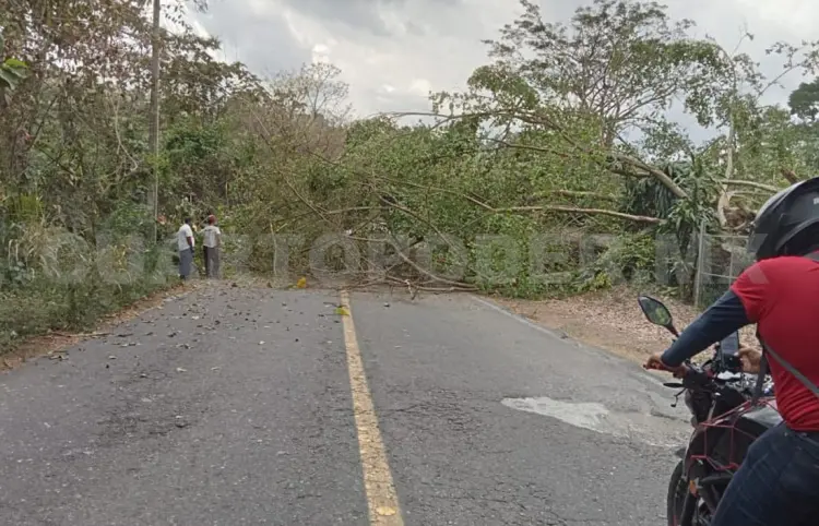 Cae árbol y bloquea carretera durante más de una hora