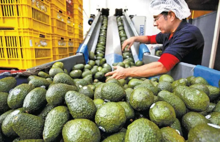 Aguacate le costará más caro a EE. UU.