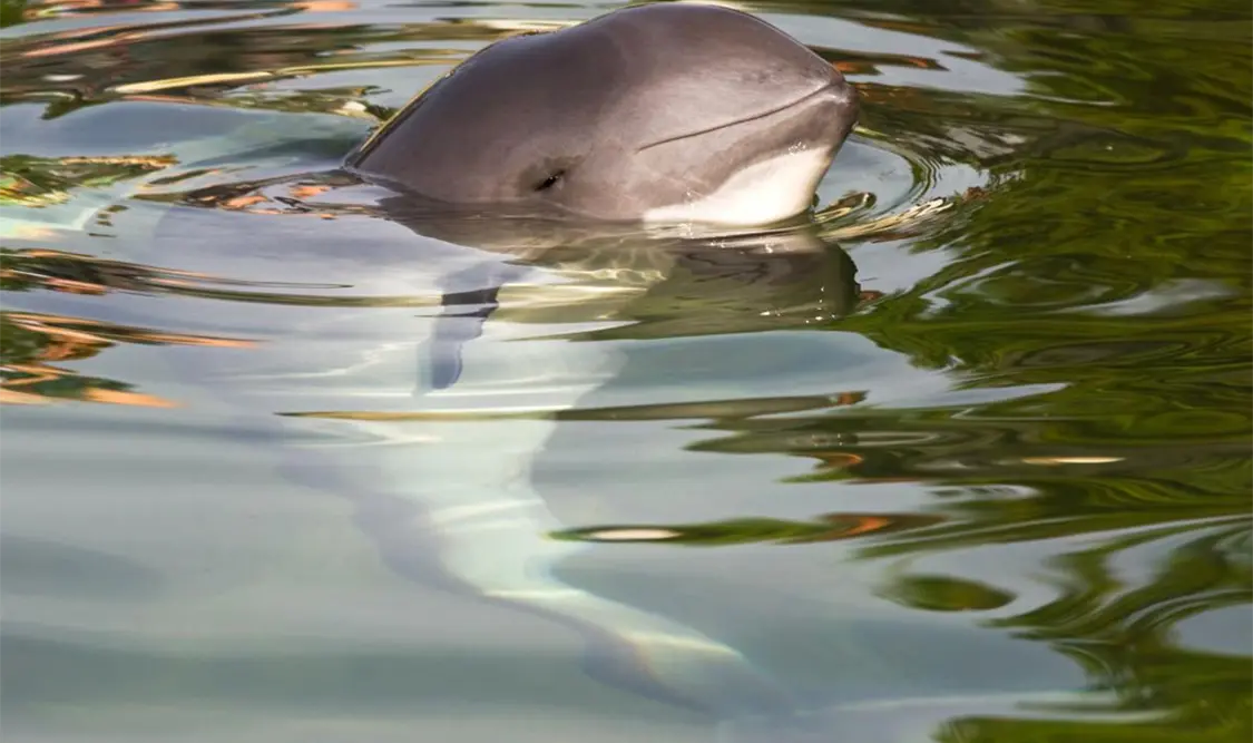 Población de vaquita marina se estabiliza y crece