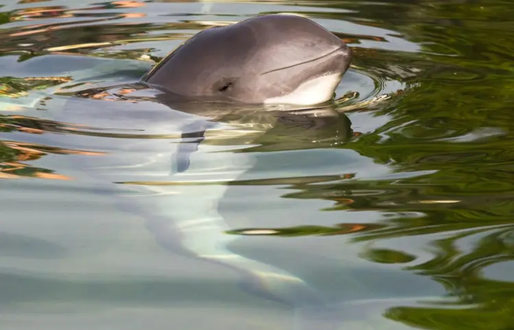 Población de vaquita marina se estabiliza y crece