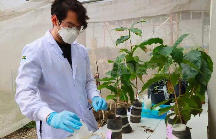 Con nanopartículas buscan controlar la roya
