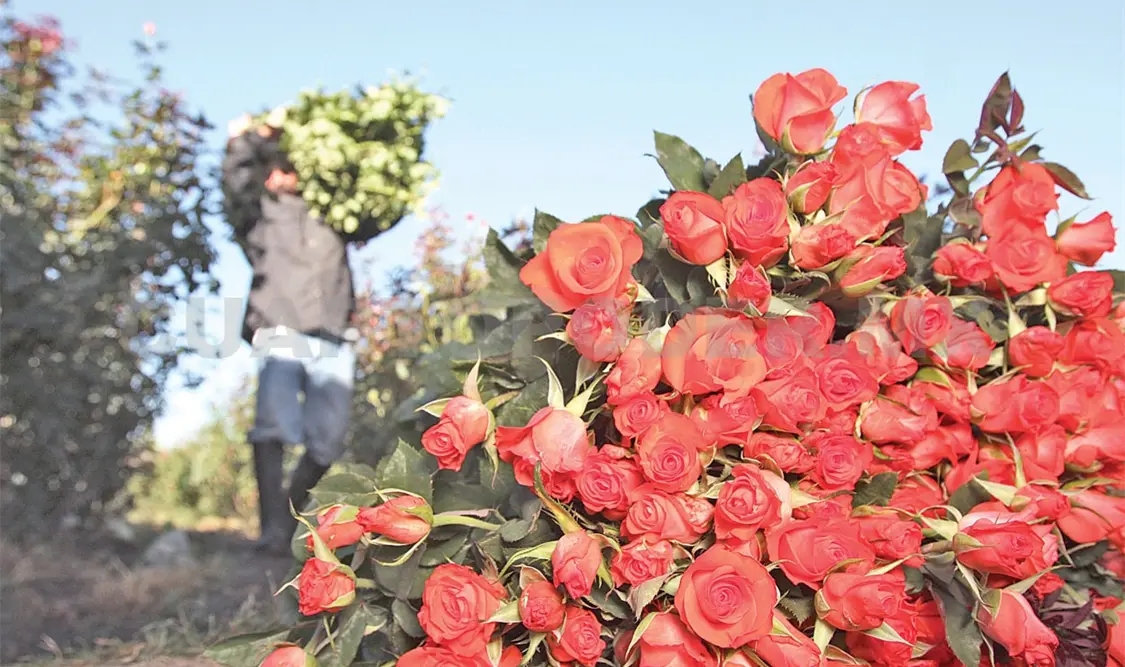 Sots’leb, donde crecen las rosas de montaña
