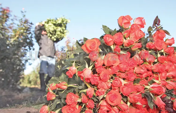 Sots´leb, donde crecen las rosas de montaña
