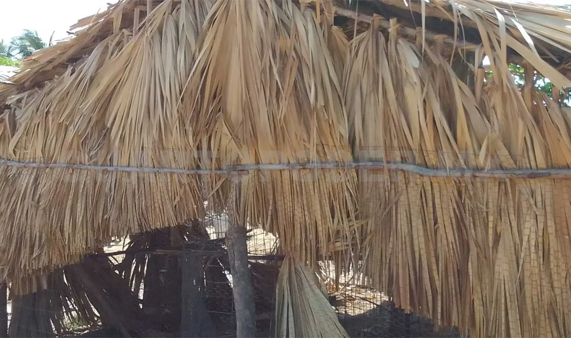 Este es el tipo de trampa utilizada para capturar a las aves. Noel Vázquez / CP