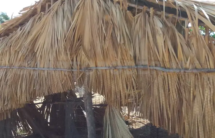 Denuncian cacería furtiva de aves