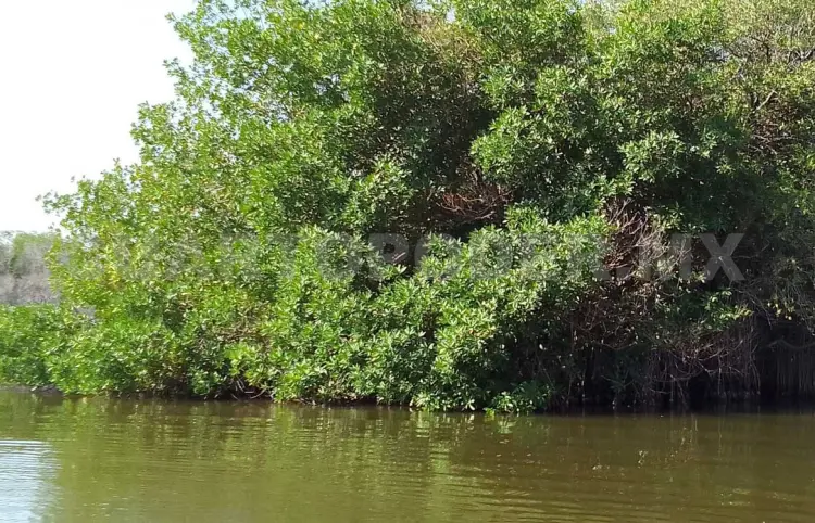 Acechan cocodrilos en pesquería San Luqueño