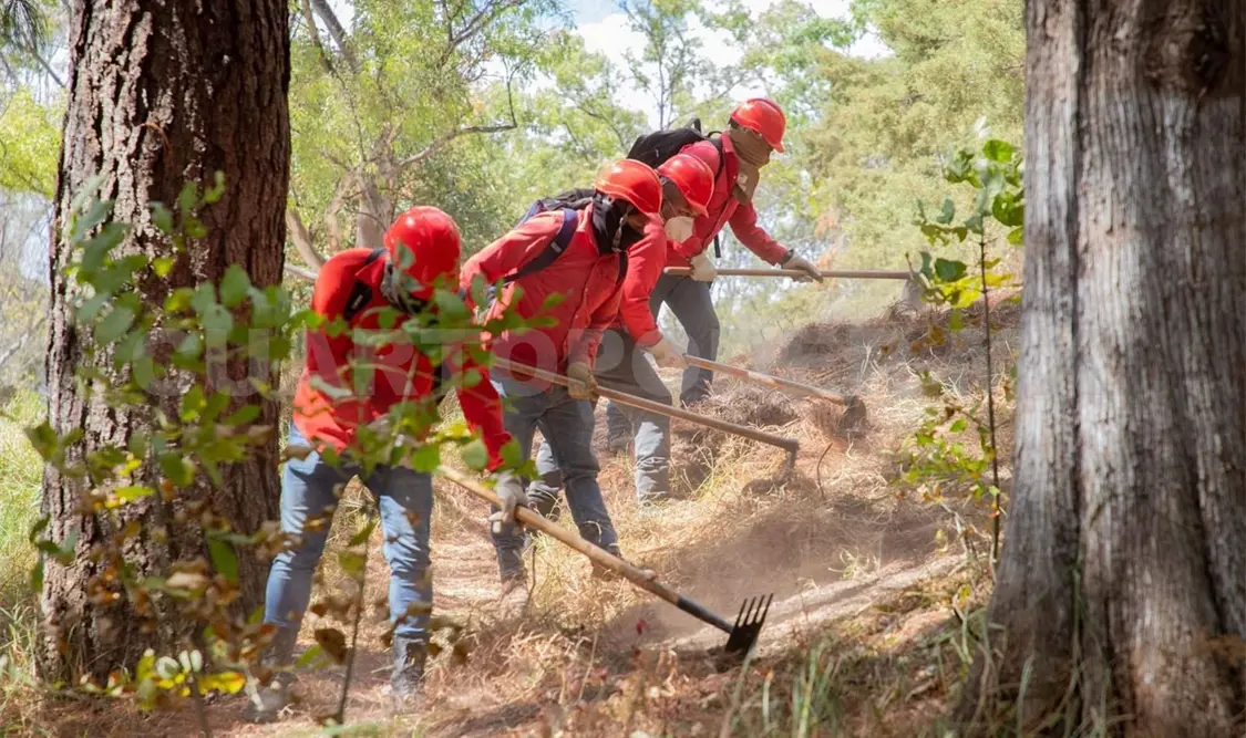 Incendios forestales disminuyeron 96 % en relación a 2024