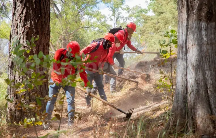 Incendios forestales disminuyeron 96 % en relación a 2024