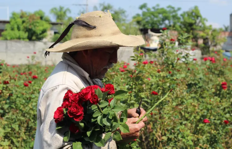 Productores de rosas listos para el 14 de febrero