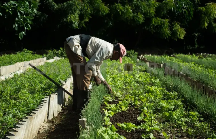 Campesinos ya pueden acceder a subsidio