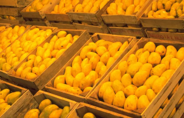 En riesgo exportaciones de mango oaxaqueño