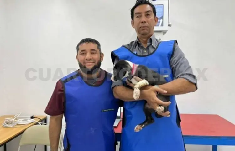 Veterinarios de Tapachula se suman a paro nacional
