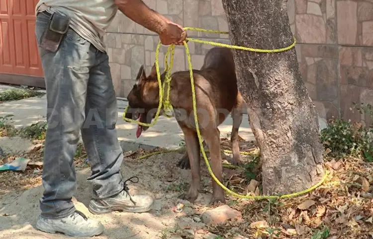 Perro lo muerde cuando iba por la calle