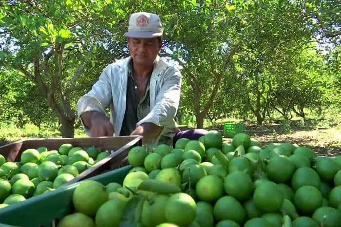 Aranceles aún sin ser oficiales, afectan al limón