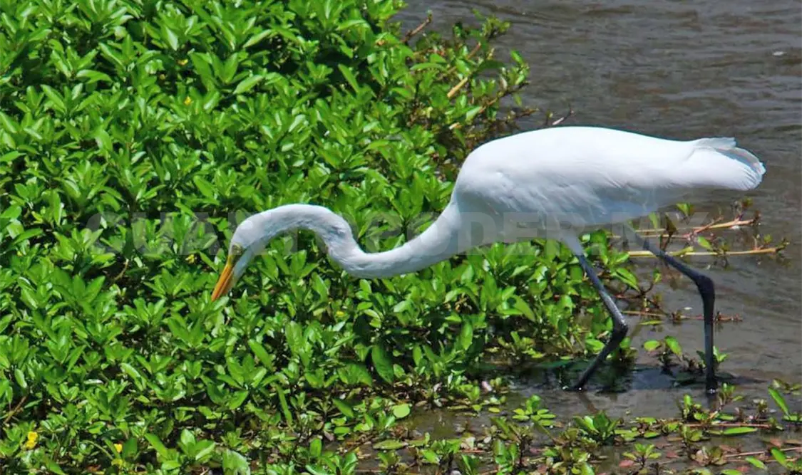 Zonas urbanas albergan hasta 190 especies de aves