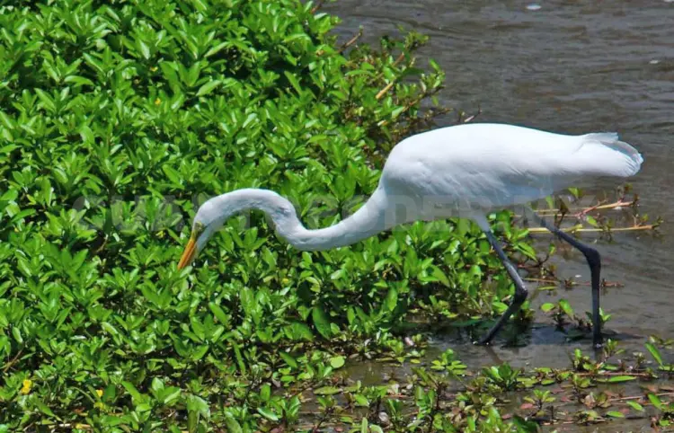 Zonas urbanas albergan hasta 190 especies de aves