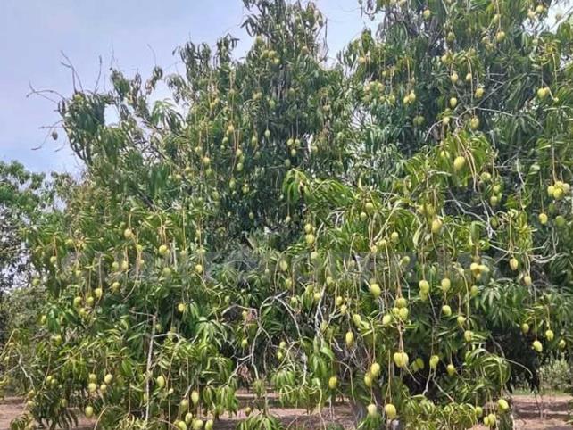 Cambio climático afecta los cultivos de Ataulfo