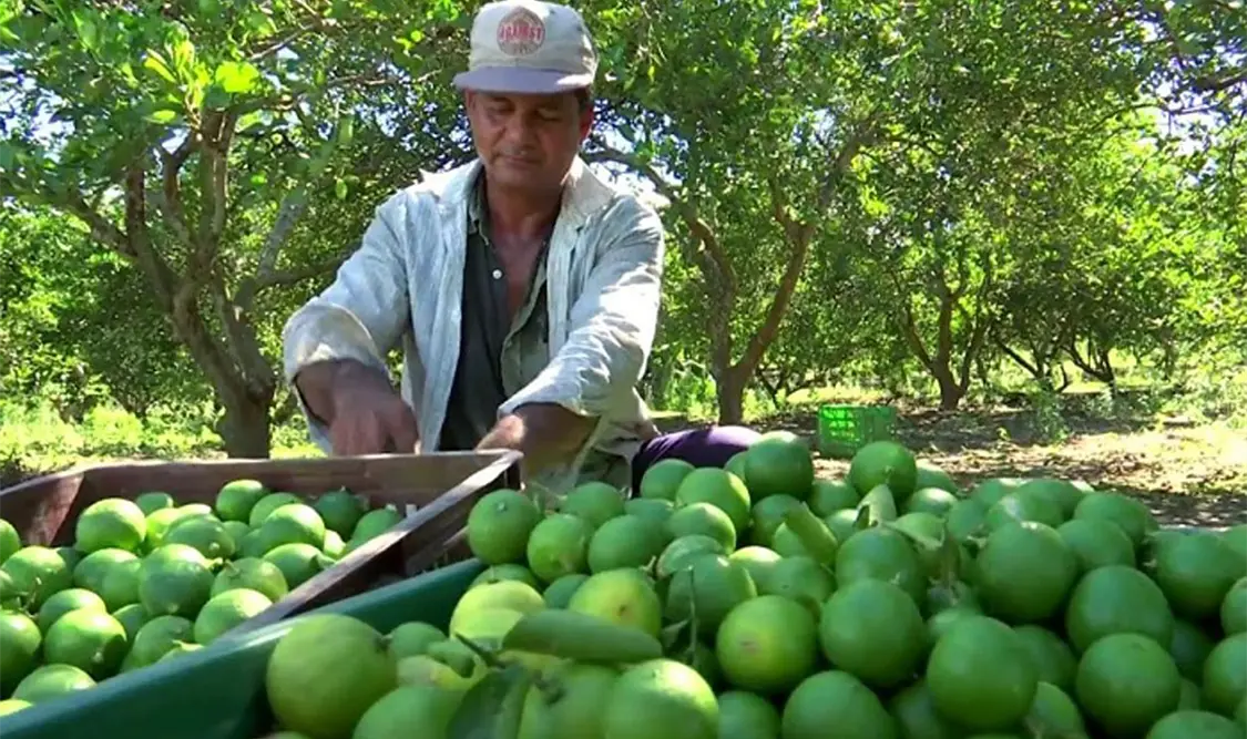 Aranceles aún sin ser oficiales, afectan producción de limón