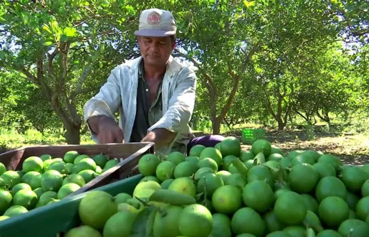Aranceles aún sin ser oficiales, afectan producción de limón