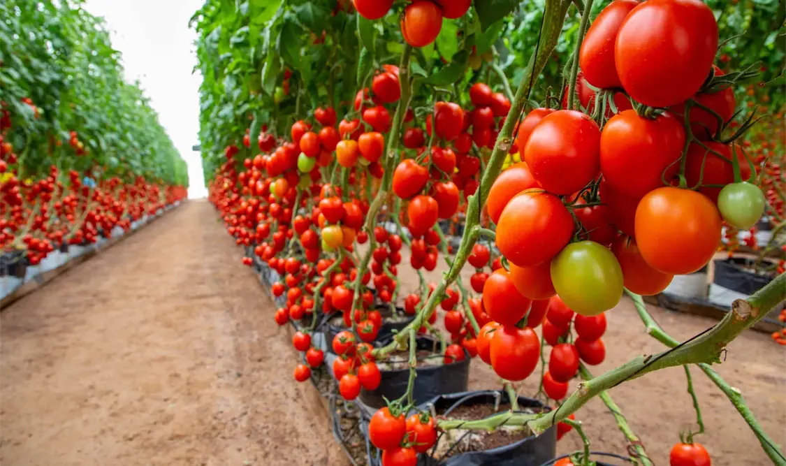 El jitomate como uno de los productos agroalimentarios que más pérdidas sufren. Cortesía