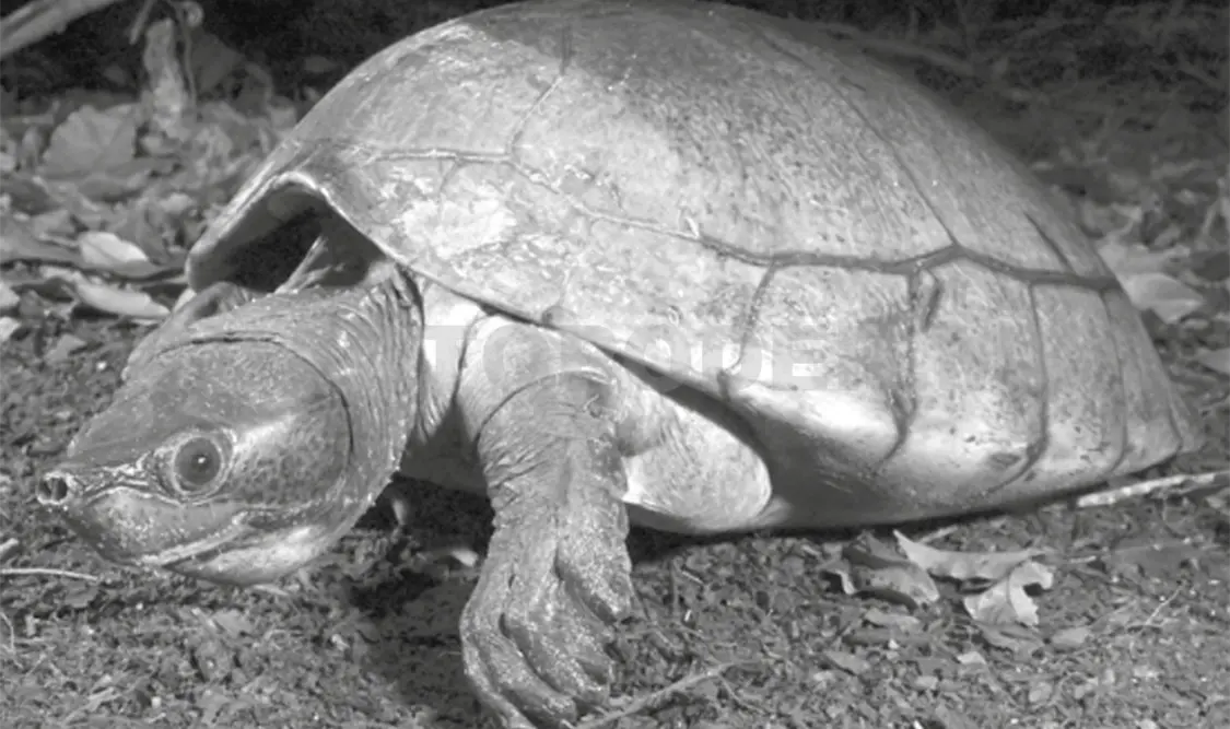 Tortuga blanca: lucha por la supervivencia