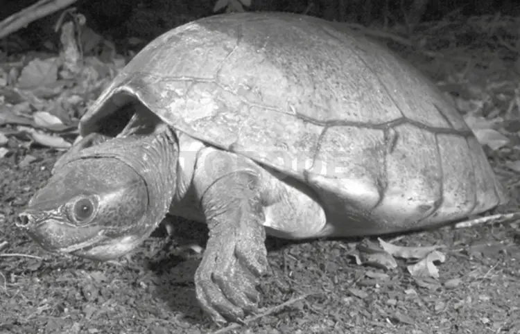 Tortuga blanca: lucha por la supervivencia