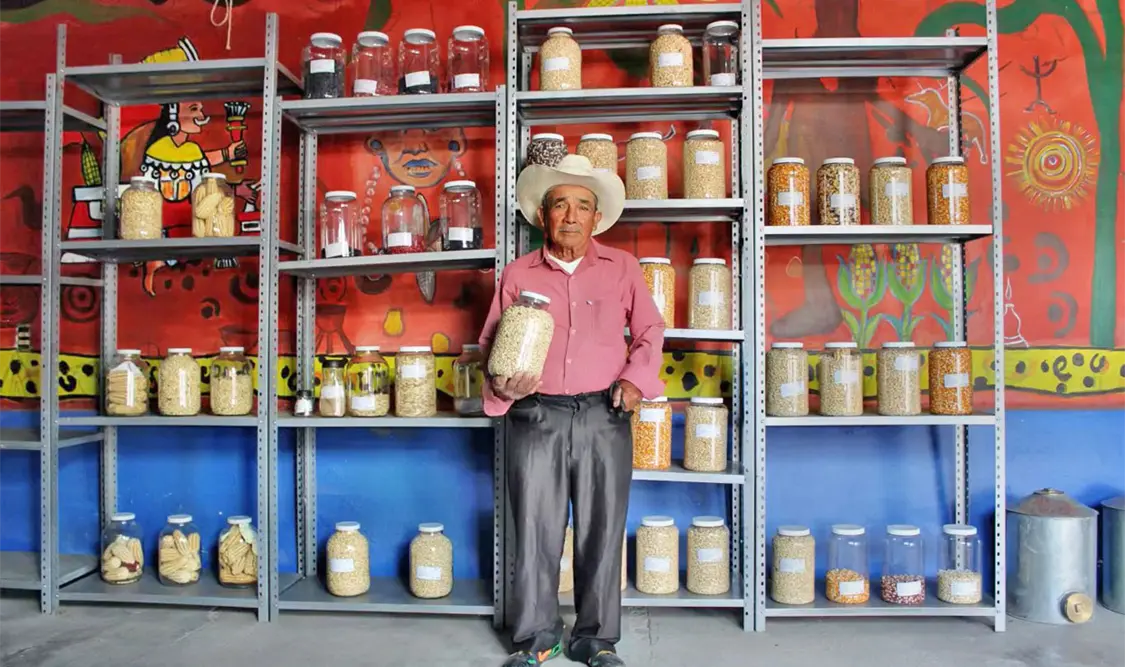 La pérdida de semillas nativas de maíz ocurre principalmente en las regiones de Valles Centrales y Mixteca por las sequías prolongadas. Cortesía