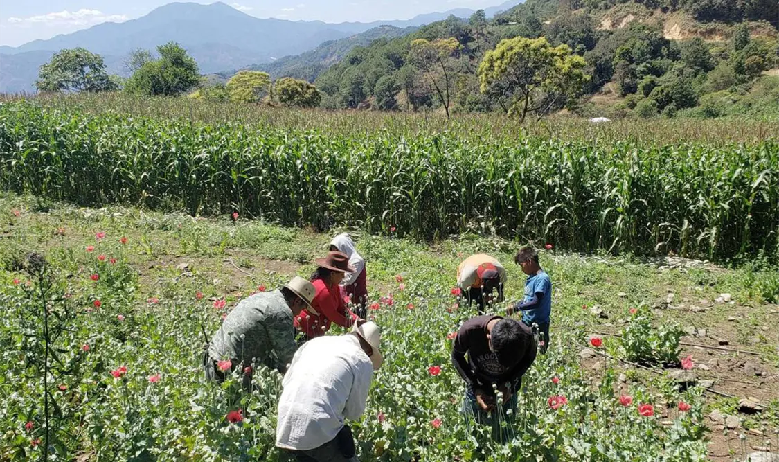 Oaxaca encabeza crisis de jornaleros
