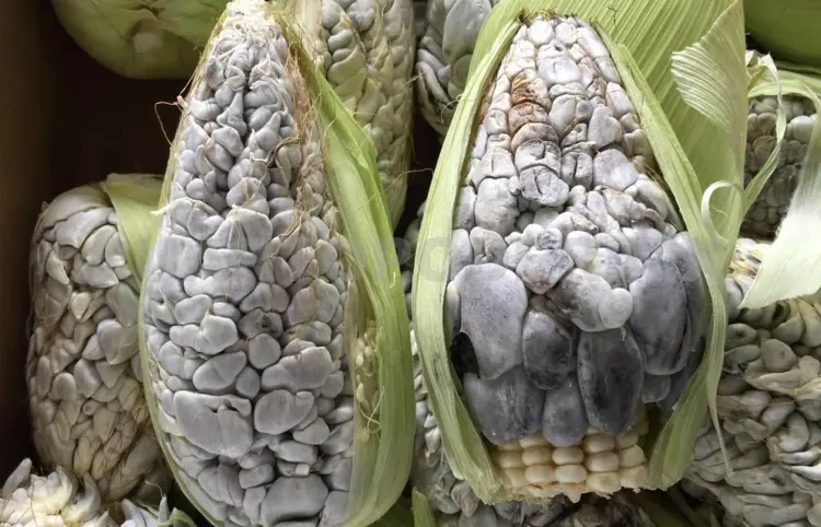 Huitlacoche: tesoro nutricional y motor de soberanía