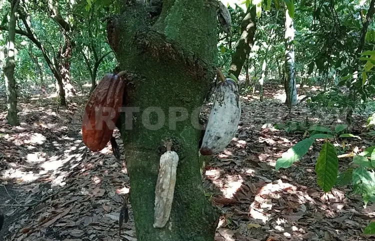 Golpea moniliasis producción de plantíos de cacao