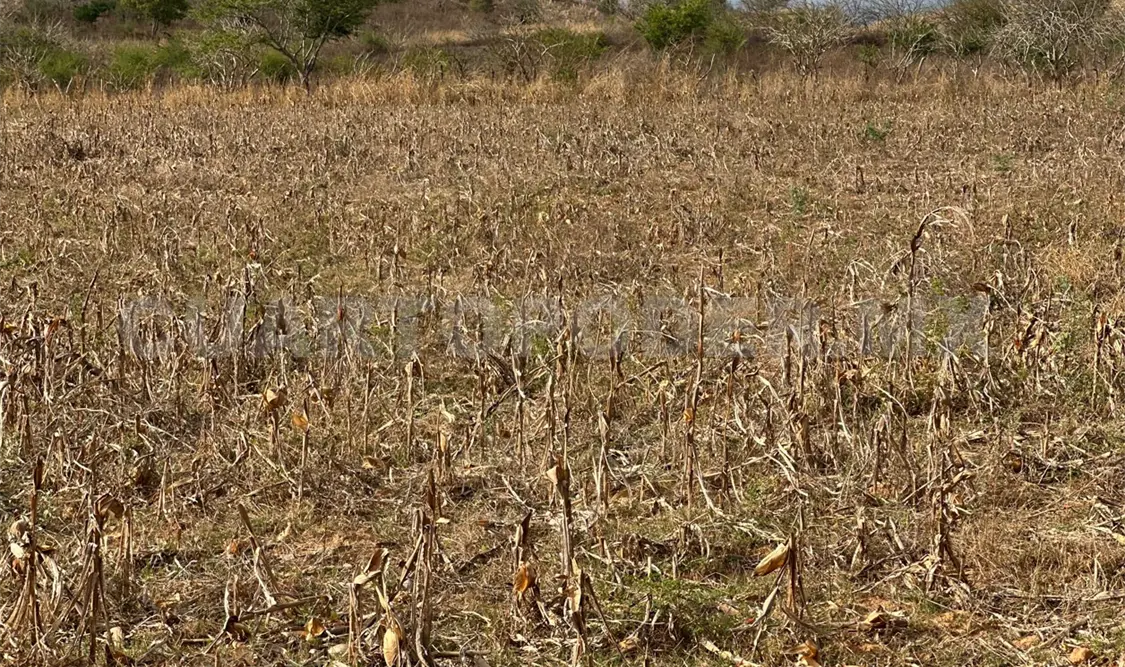 Siembran menos maíz por falta de recursos y cambio climático