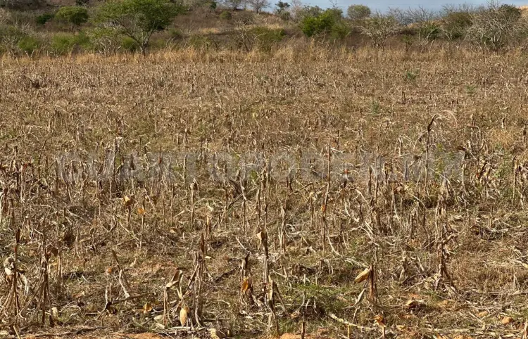 Siembran menos maíz por falta de recursos y cambio climático