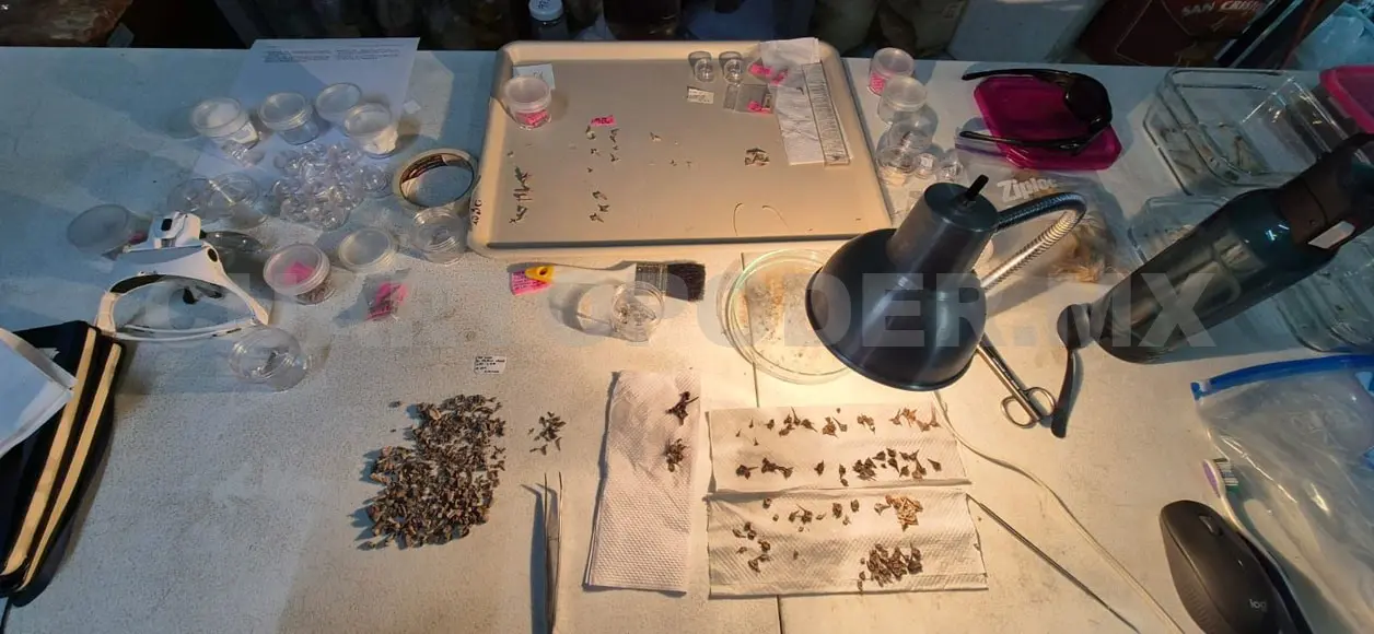 Amplios vestigios de animales en Palenque