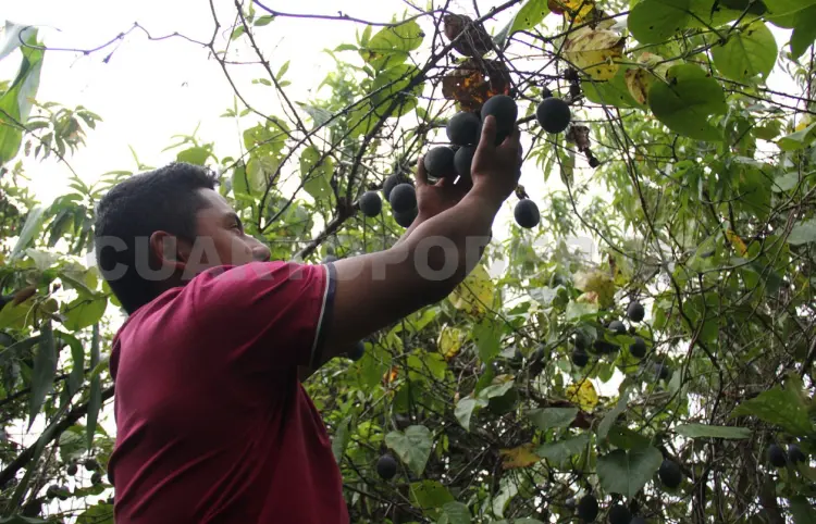 Más del 60 % están en pobreza laboral