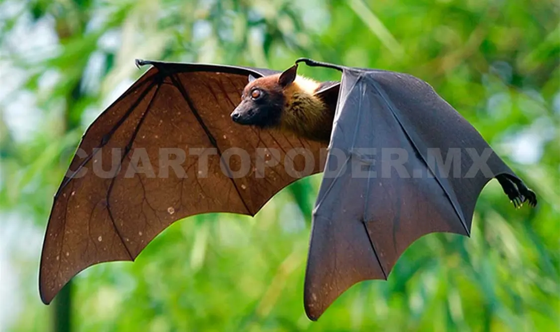 Disminuyen especies de murciélagos en Tuxtla