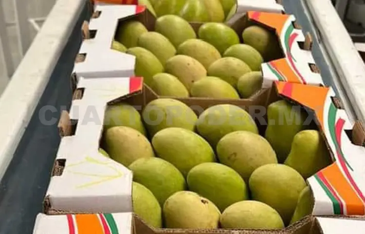 Aranceles tienen preocupados a productores de mango