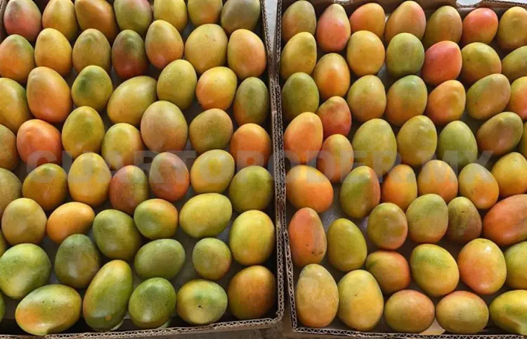 Aranceles pegarán a la agroindustria de Chiapas