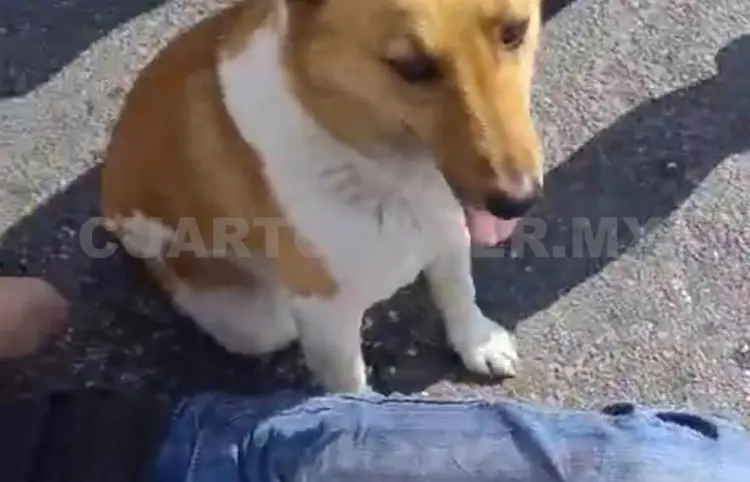 Perrito no abandona a su dueño accidentado