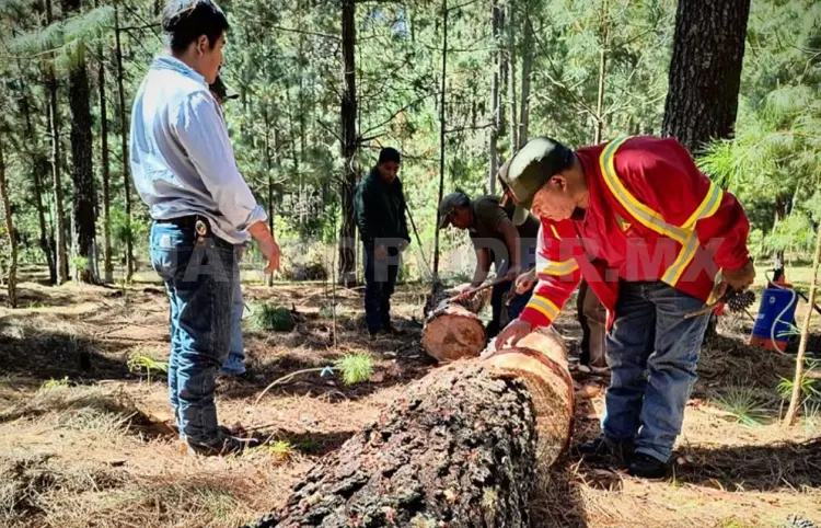 Actúan contra plagas forestales en los Altos