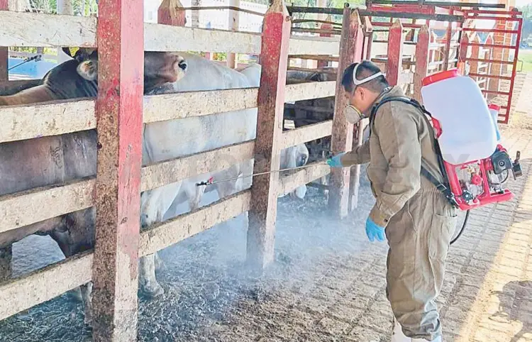 Refuerzan acciones contra gusano barrenador