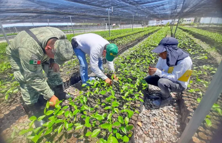 El vivero forestal más grande está en Tapachula