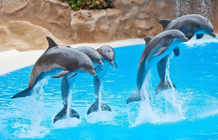 Suspende Profepa espectáculos con delfines