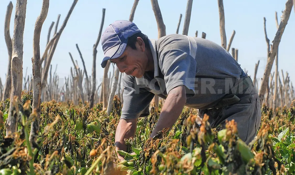 Convocan a trabajar en campos de EE. UU.